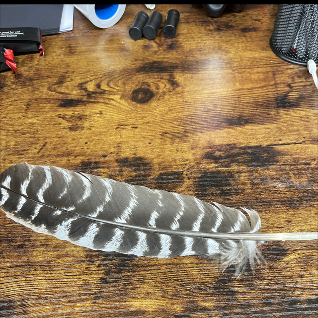 Turkey feather large