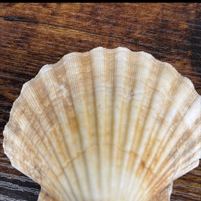 Large scallop shells