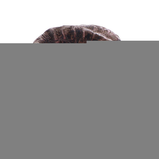 Dilophosaurus Skull 16cm