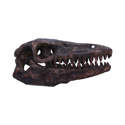 Archaeopteryx Skull 18cm