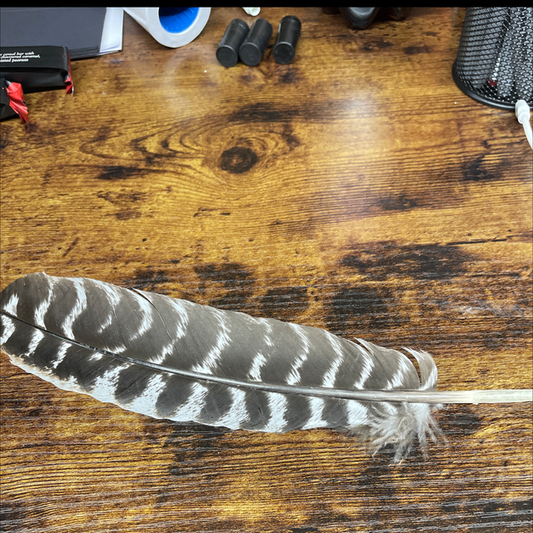 Turkey feather large