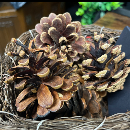 Pinecones